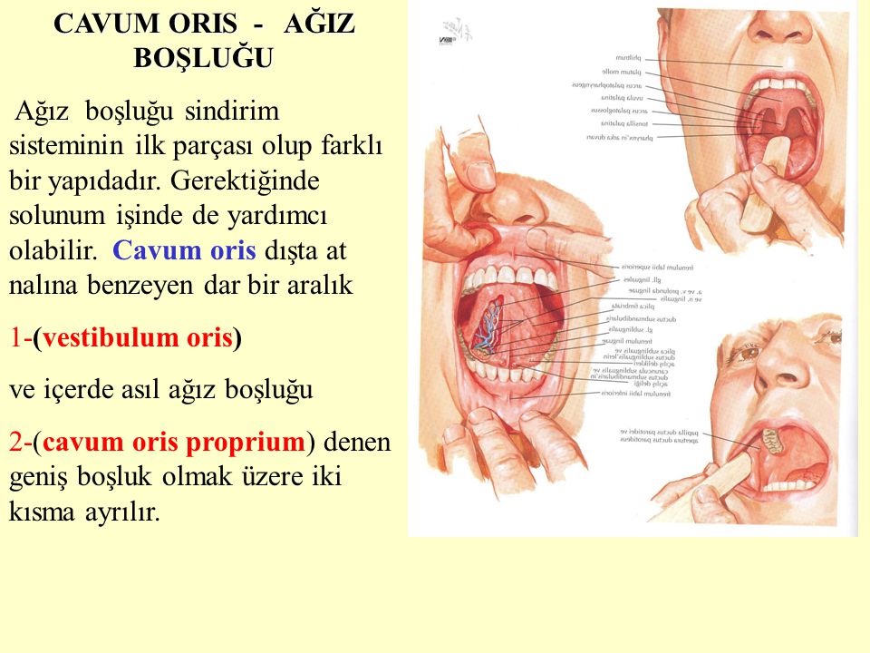 S ND R M S STEM SYSTEMA D GESTOR UM ppt video online indir